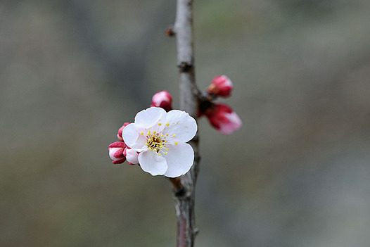zaki-20130303-bungo.jpg