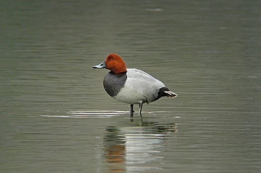 zaki-20130304-hoshihajiro-osu.jpg