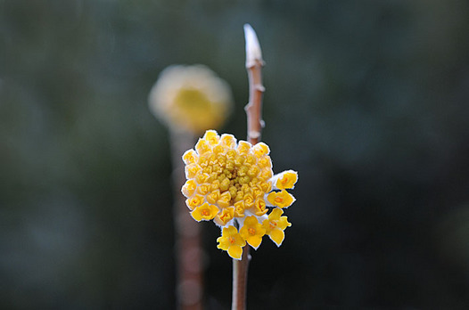 zaki-20130305-mitsumata.jpg