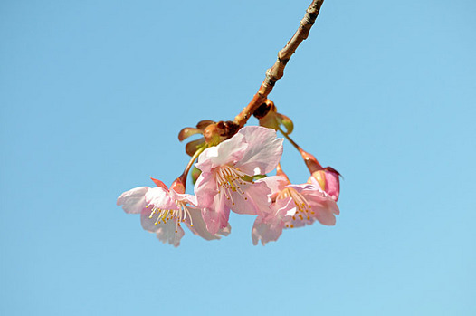 zaki-20130306-kawazuzakura.jpg