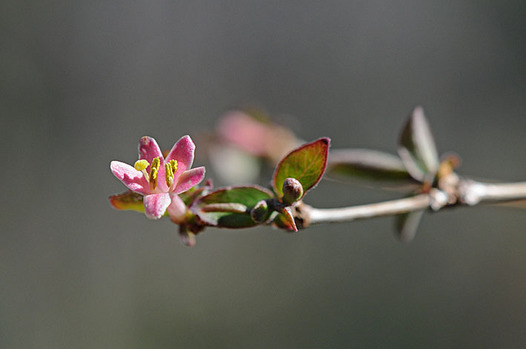 zaki-20130306-uguisukagura.jpg