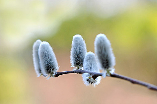 zaki-20130307-nekoyanagi.jpg