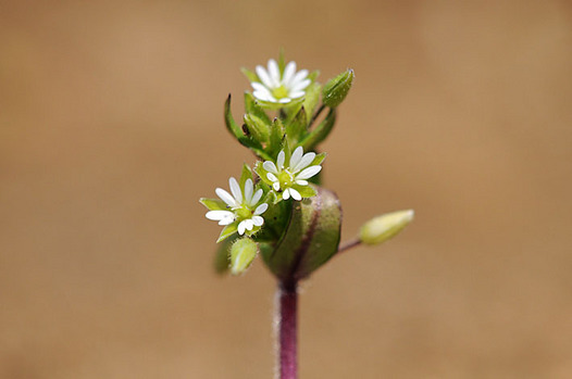 zaki-20130309-kohakobe.jpg