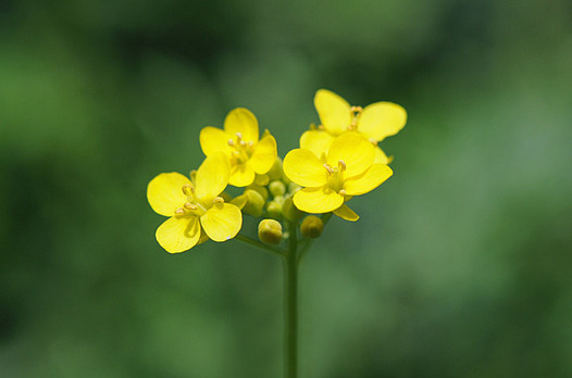zaki-20130309-komatsuna.jpg