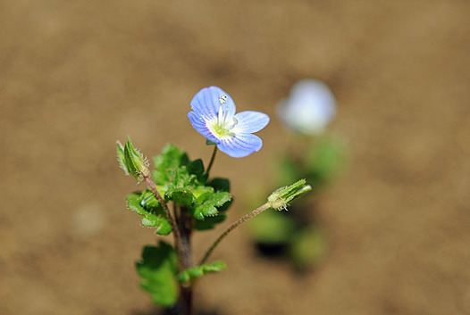 zaki-20130309-ooinunofuguri.jpg