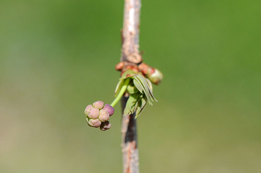 zaki-20130312-akebi-tsubomi.jpg
