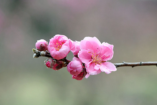 zaki-20130314-hanamomo.jpg