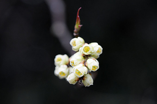 zaki-20130314-kibushi.jpg