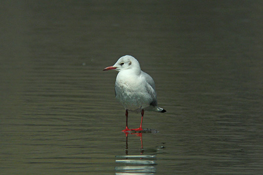 zaki-20130315-yurikamome.jpg