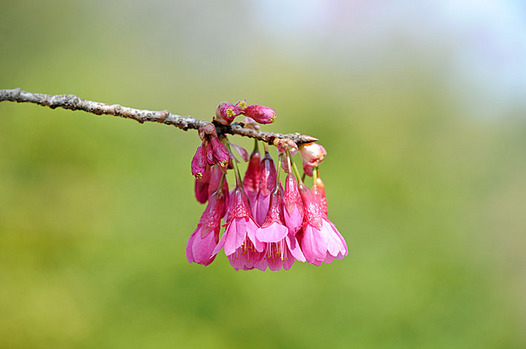 zaki-20130316-hikanzakura.jpg