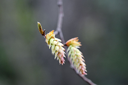 zaki-20130317-kumashide.jpg