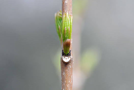 zaki-20130317-mitsubautsugi-mebuki.jpg