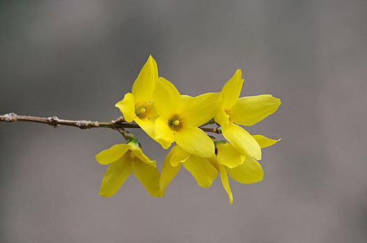 zaki-20130317-rengyo.jpg