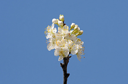 zaki-20130319-sumomo.jpg
