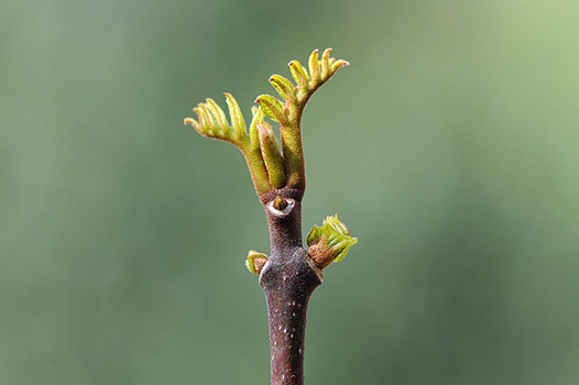 zaki-20130320-kihada-mebuki.jpg