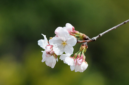 zaki-20130320-someiyoshino.jpg