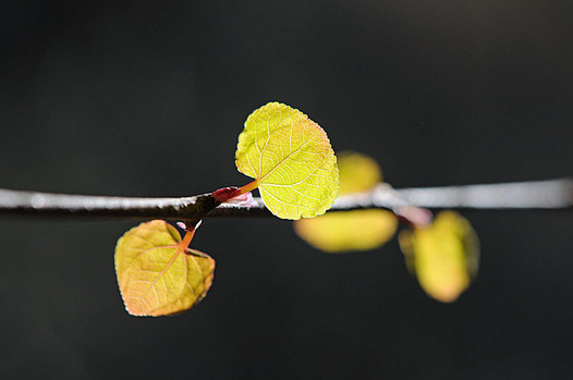 zaki-20130321-katsura-mebuki.jpg