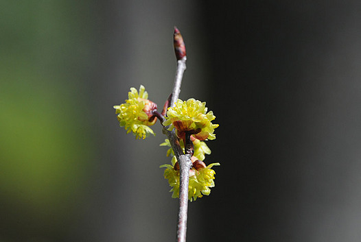 zaki-20130322-aburachan.jpg