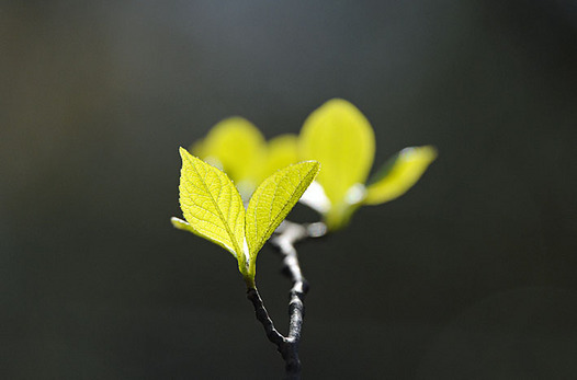 zaki-20130322-egonoki.jpg