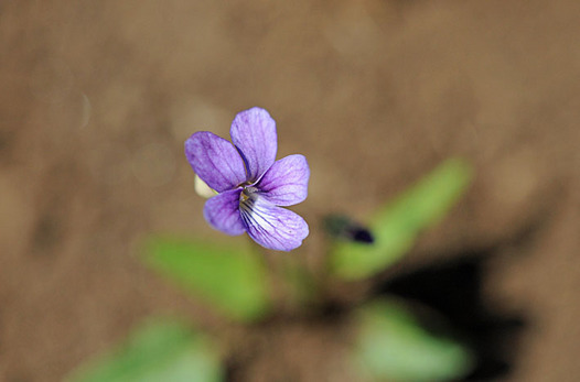 zaki-20130322-himesumire.jpg