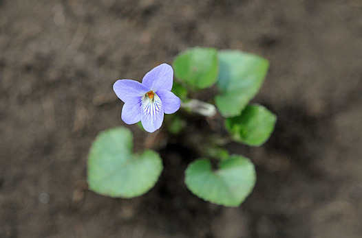 zaki-20130323-tachitsubosumire.jpg