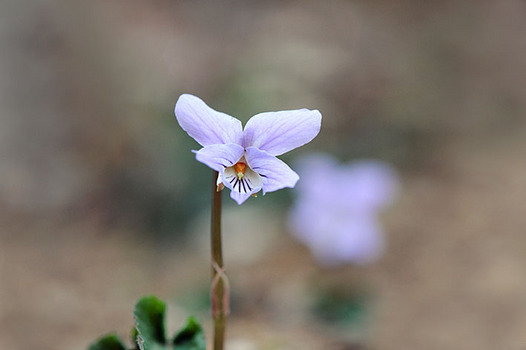 zaki-20130324-kuzu-nagabanosumiresaishin.jpg