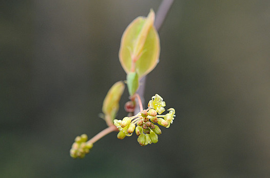 zaki-20130328-sarutoriibara.jpg