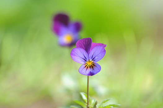 zaki-20130328-viora.jpg