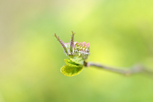 zaki-20130329-akaboshigomadara-yochyu.jpg