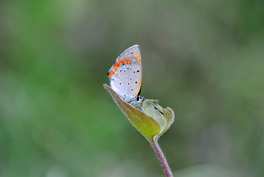 zaki-20130330-benishijimi.jpg