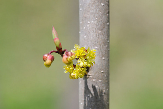 zaki-20130401-aburachan.jpg