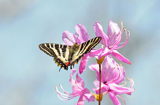zaki-20130404-gifucho-1.jpg
