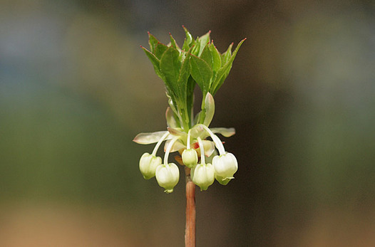 zaki-20130405-dodantsutsuji.jpg