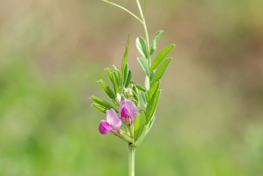 zaki-20130405-karasunoendo.jpg