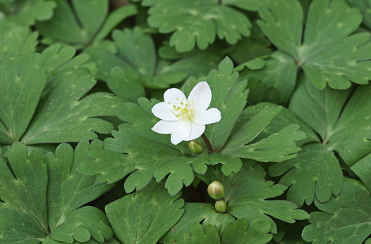zaki-20130405-nirinso.jpg