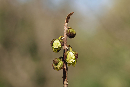 zaki-20130407-popo.jpg