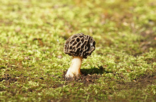 zaki-20130408-amigasatake.jpg