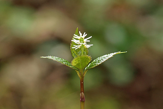 zaki-20130410-hitorishizuka.jpg