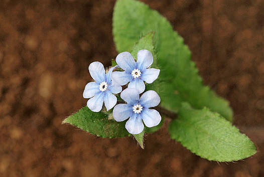 zaki-20130411-yamaruriso.jpg