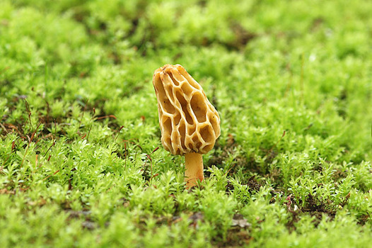 zaki-20130413-amigasatake.jpg