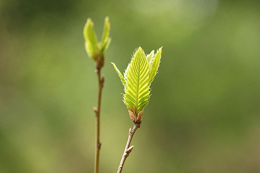 zaki-20130414-kunugi-mebuki.jpg