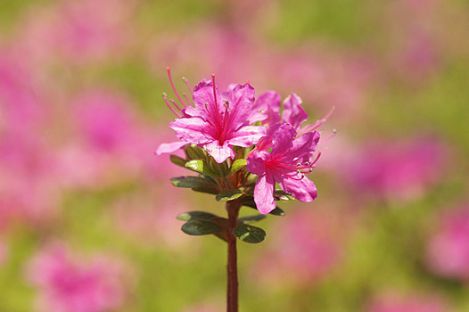 zaki-20130415-tsutsuji.jpg