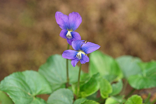 zaki-20130417-amerikasumiresaishin.jpg