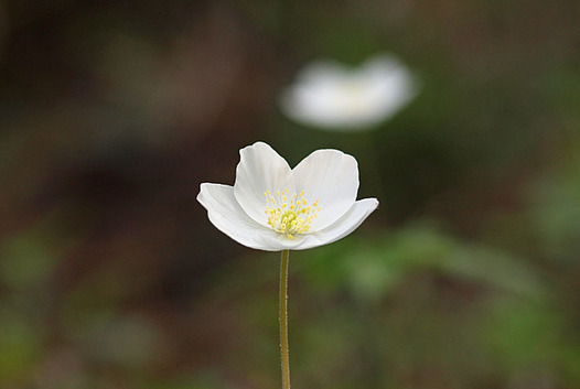 zaki-20130418-ichirinso.jpg