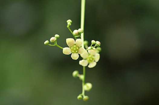 zaki-20130419-tsuribana.jpg
