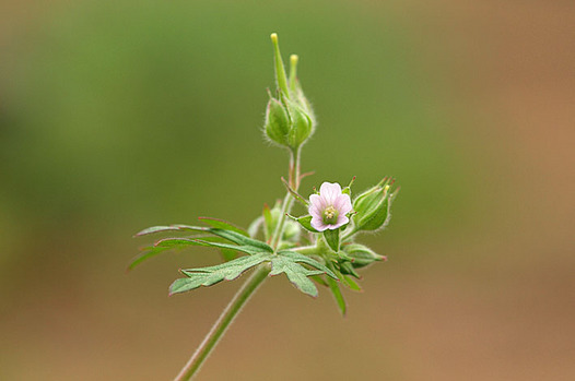 zaki-20130420-amerikafuro.jpg