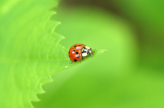 zaki-20130422-tentomushi.jpg