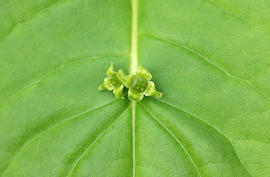 zaki-20130423-hanaikada-mebana.jpg