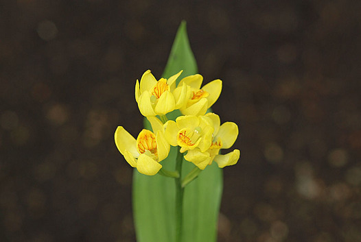 zaki-20130423-kinran.jpg