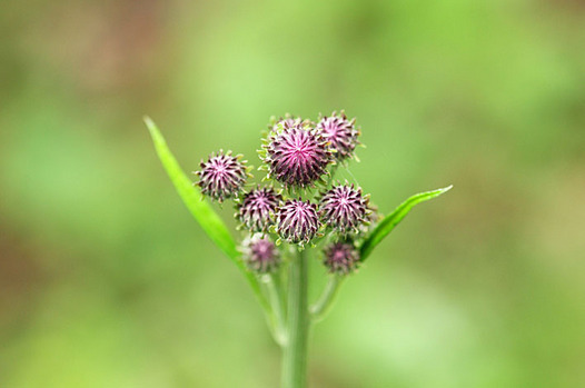 zaki-20130425-kitsuneazami.jpg